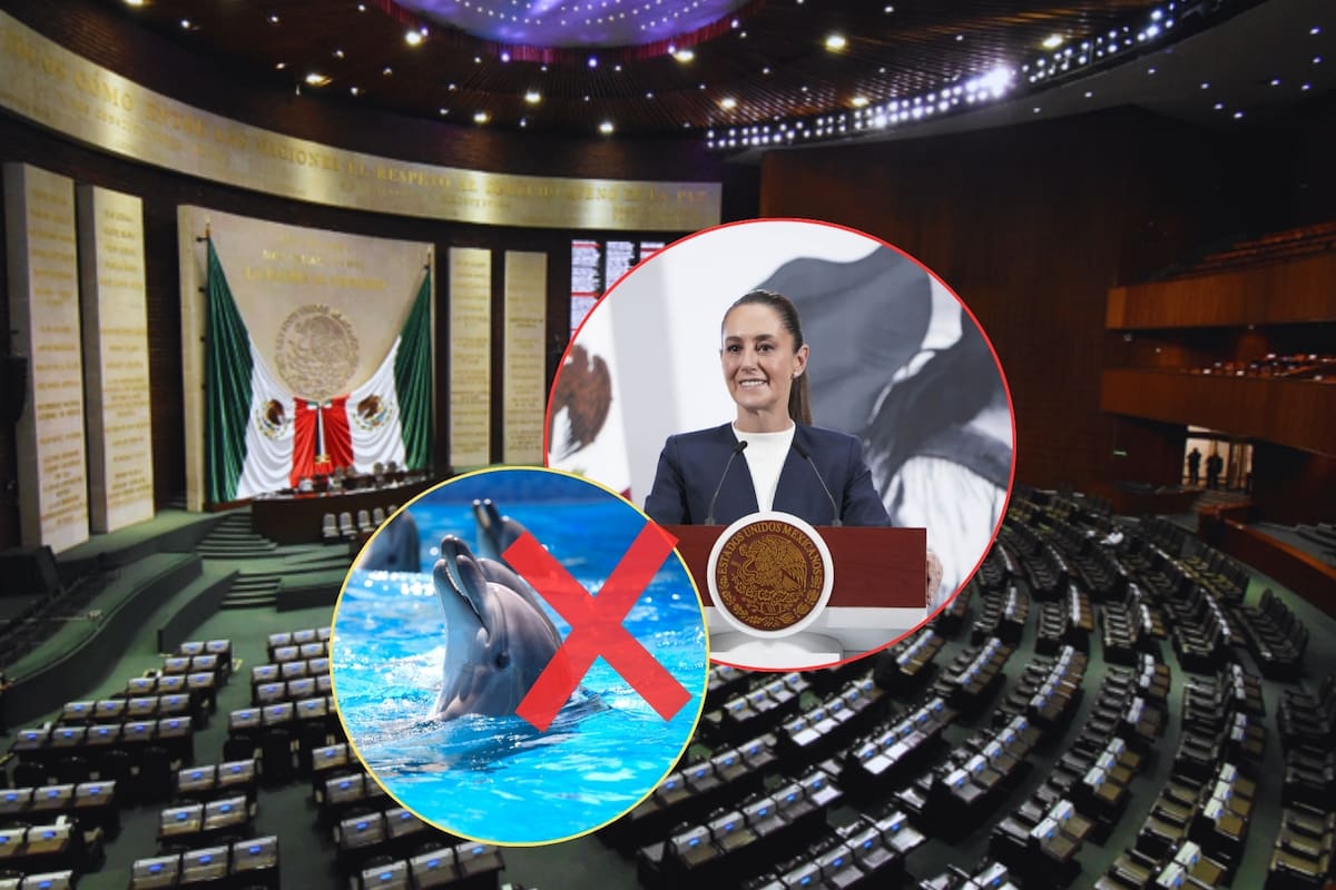 ¡Adiós delfinarios! Diputados aprueban la “Ley Mincho”, que prohibirá reproducción de mamíferos marinos y su uso en espectáculos; reforma pasa al Ejecutivo Federal