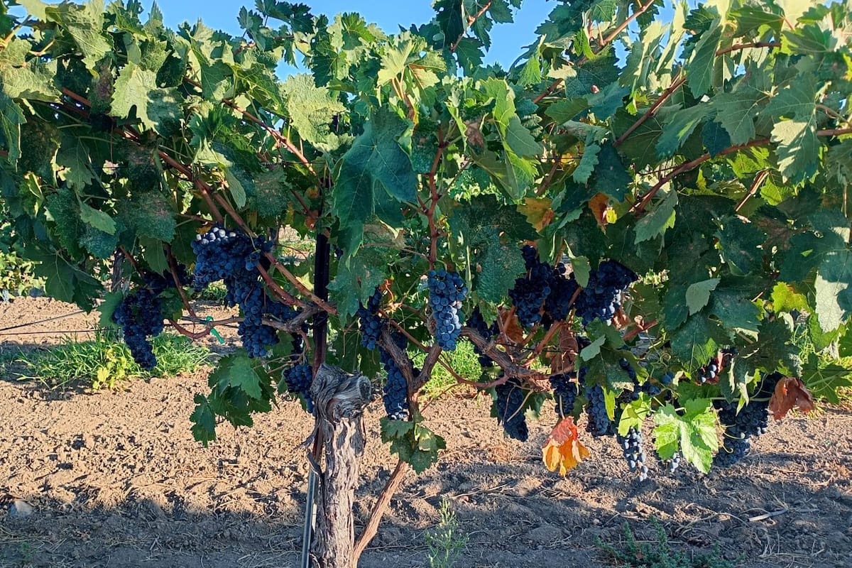 Registran avance del 88% las cosechas del año