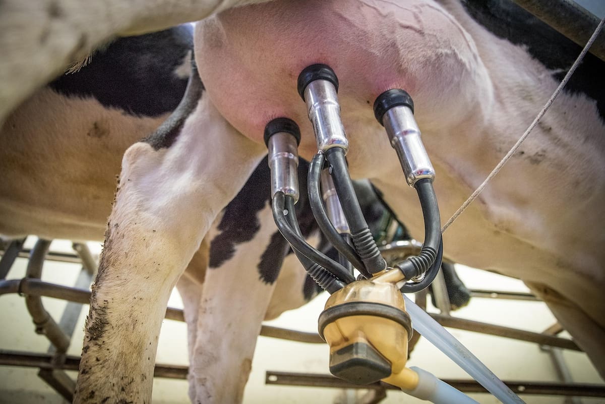 Kennedy también ha sido un firme defensor de la leche cruda, que no es pasteurizada