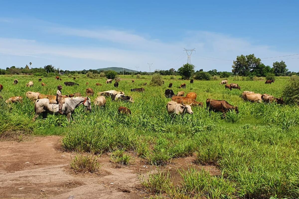 Temen los ganaderos de Sonora sufrir afectaciones a causa del frío