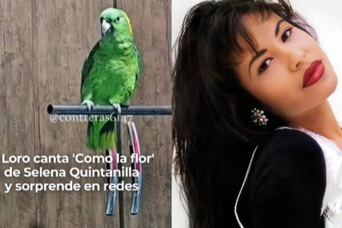 ¡Talento emplumado! Loro canta ‘Como la flor’ de Selena y conquista redes sociales