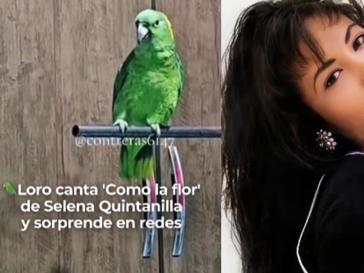 ¡Talento emplumado! Loro canta ‘Como la flor’ de Selena y conquista redes sociales
