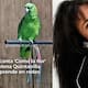 ¡Talento emplumado! Loro canta ‘Como la flor’ de Selena y conquista redes sociales