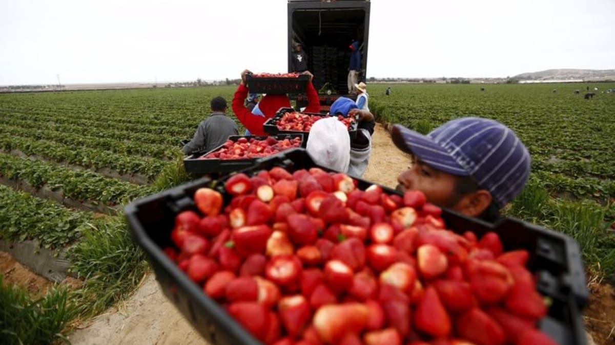 El gobierno federal propone un Certificado Laboral para la Agroexportación para garantizar que la producción cumpla con estándares laborales del T-MEC. /Reuters