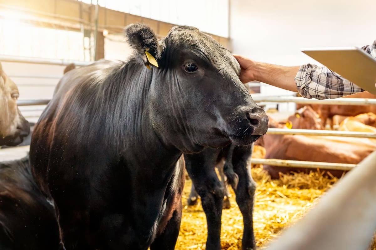 Trazabilidad ganadera, la llave para cruzar fronteras