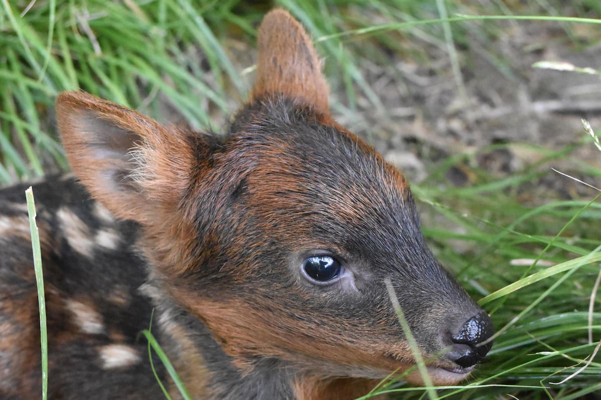 Nace en un parque de Argentina uno de los ciervos más pequeños del mundo