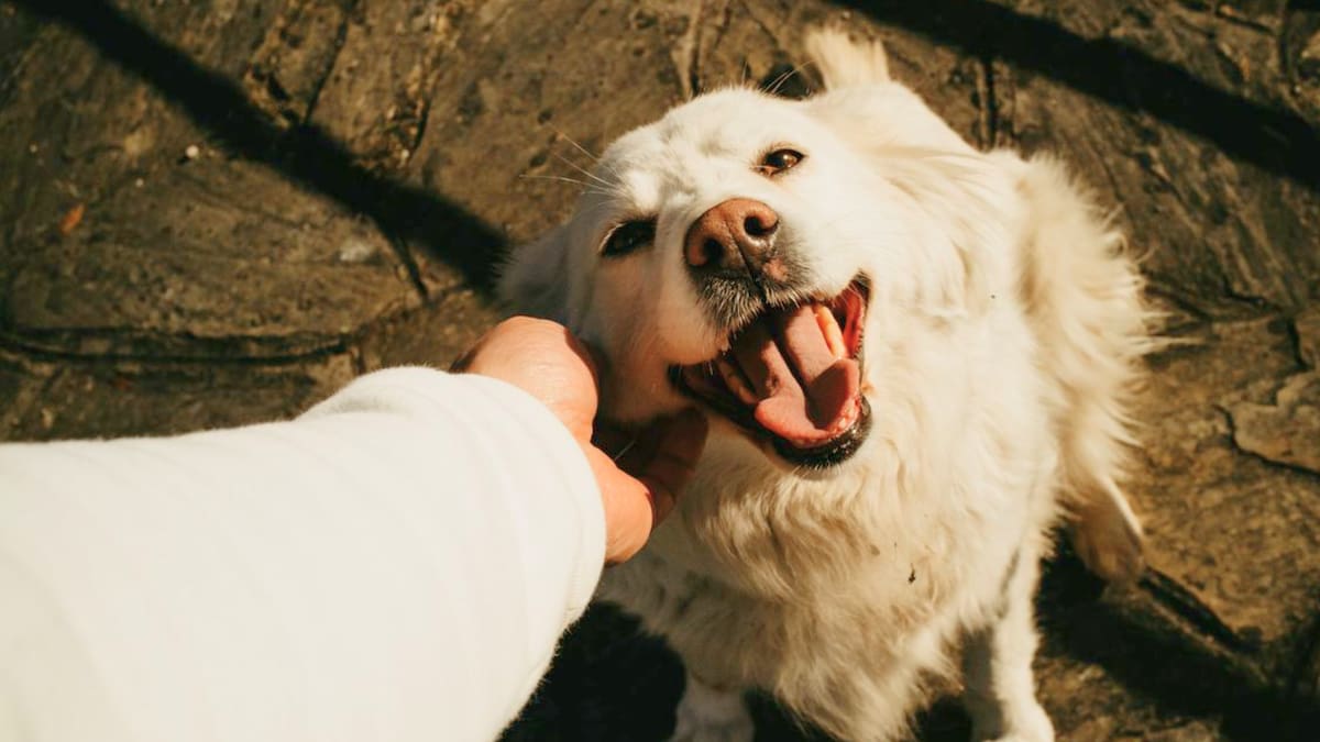 Veterinarios advierten que la euforia de los perros cuando regresas a casa no siempre es felicidad, sino una señal de estrés y ansiedad por separación que puede afectar su salud emocional y física