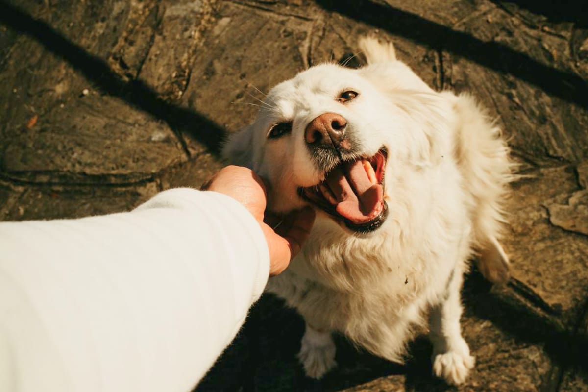 Veterinarios advierten que la euforia de los perros cuando regresas a casa no siempre es felicidad, sino una señal de estrés y ansiedad por separación que puede afectar su salud emocional y física