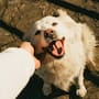 Veterinarios advierten que la euforia de los perros cuando regresas a casa no siempre es felicidad, sino una señal de estrés y ansiedad por separación que puede afectar su salud emocional y física