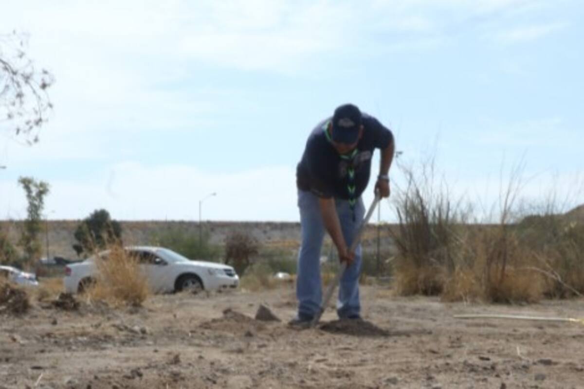 Van por un millón de agaves plantados en Sonora y Arizona