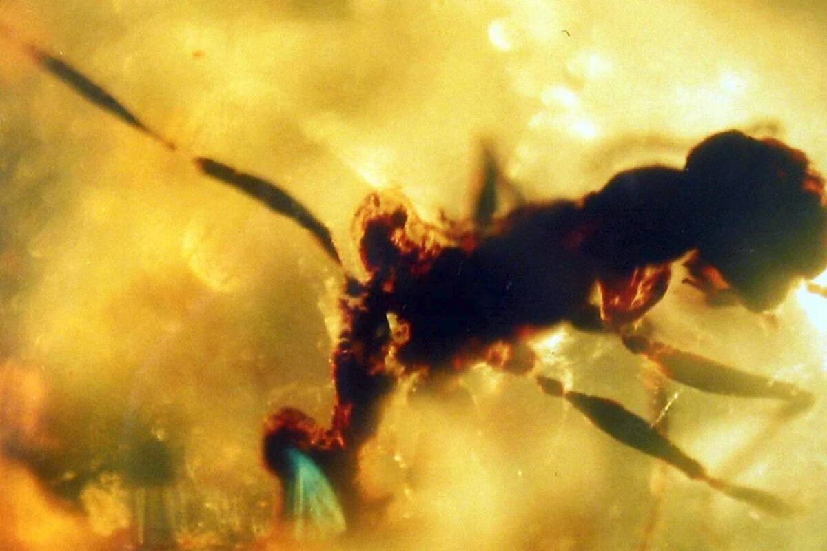 Una "hormiga infernal" del Cretácico se conservó en ámbar mientras mataba a una cría de cucaracha