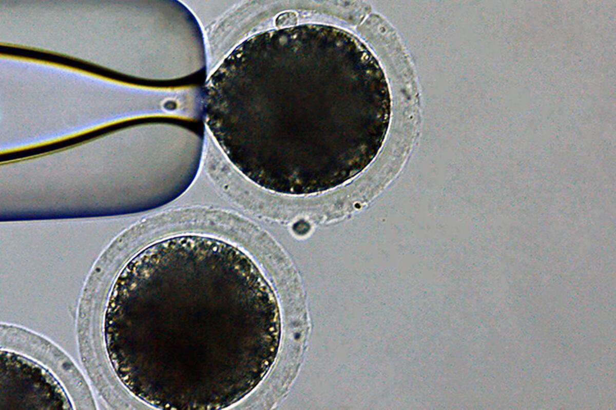 Crean cerdos genéticamente modificados para trasplantes a humanos en Japón