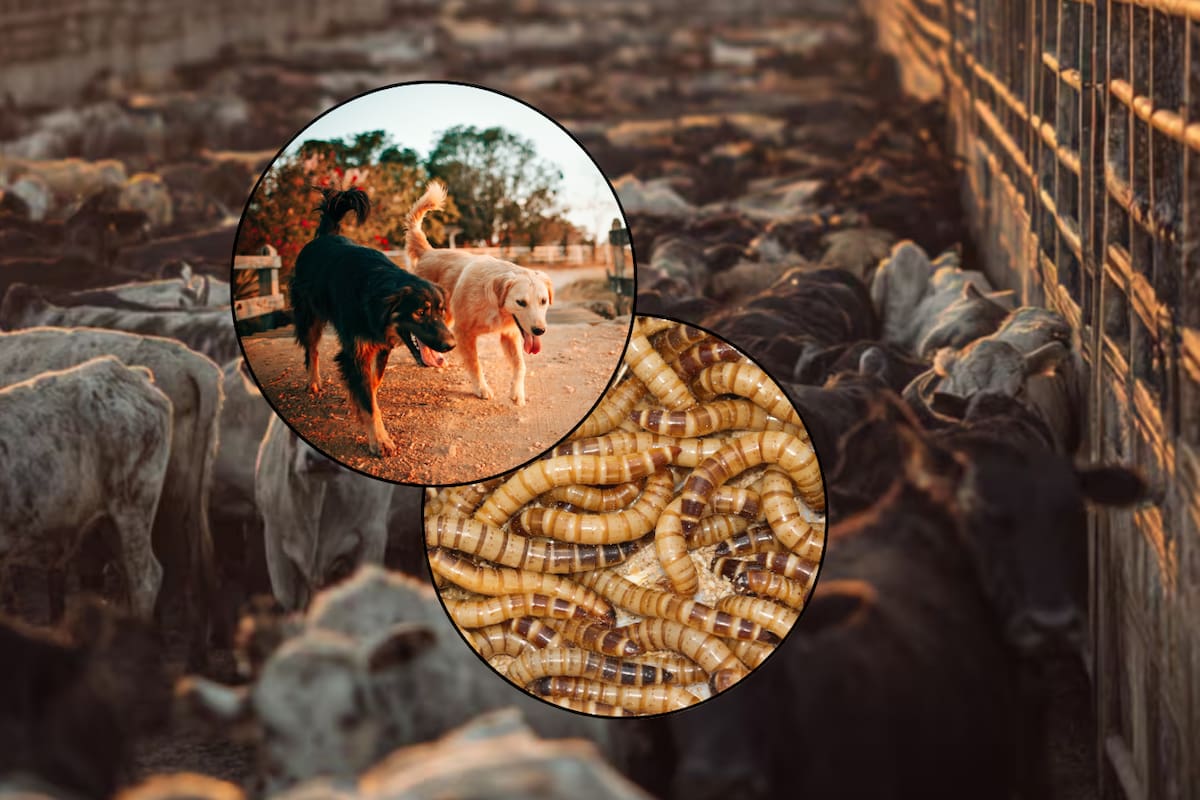 Estados Unidos sugiere uso de perros para detectar gusano barrenador en Sonora