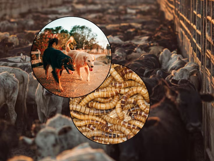 Estados Unidos sugiere uso de perros para detectar gusano barrenador en Sonora