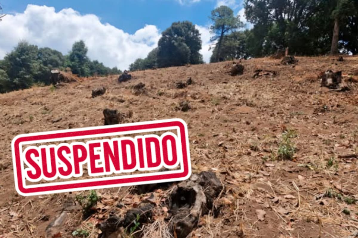 Profepa suspende tala ilegal de encinos en Villa del Carbón, Estado de México