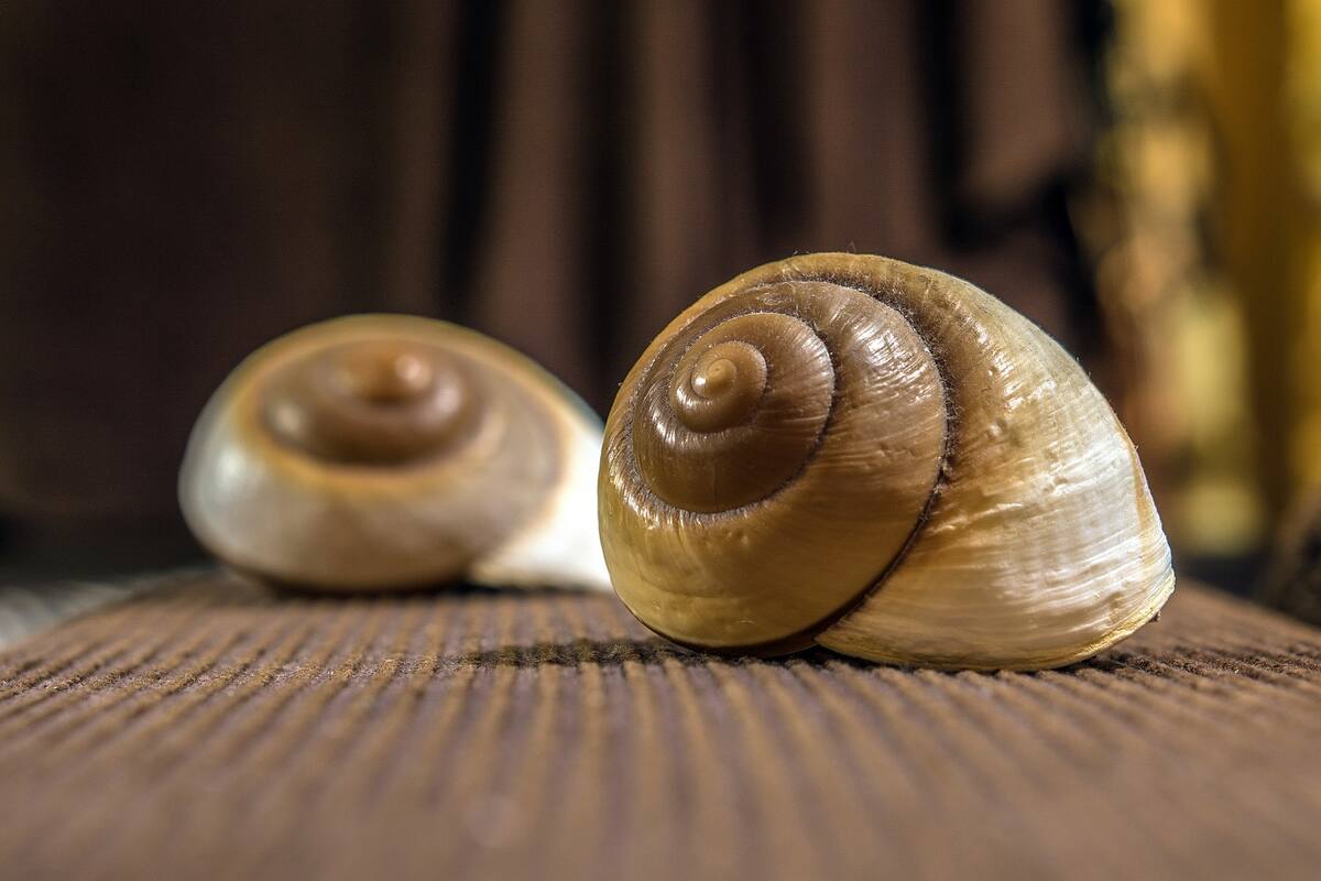 ¿Qué es la baba de caracol y por qué sirve para conservar una piel perfecta?