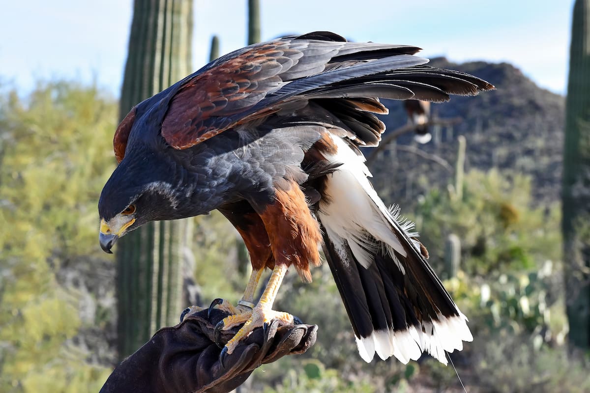 Vive aventuras con halcones en las Sky Islands de Arizona, cerca de Tucson