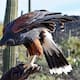Vive aventuras con halcones en las Sky Islands de Arizona, cerca de Tucson