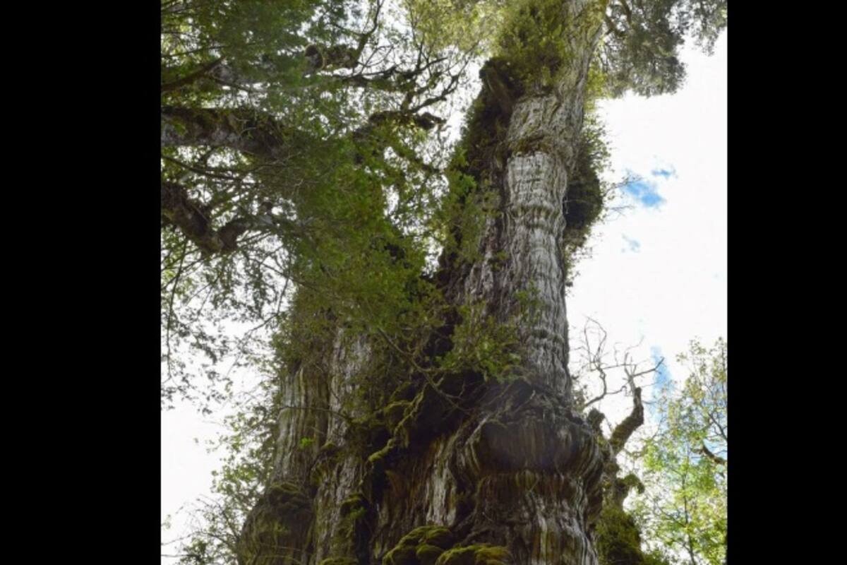 Alerce milenario de Chile podría ser el árbol más antiguo del mundo