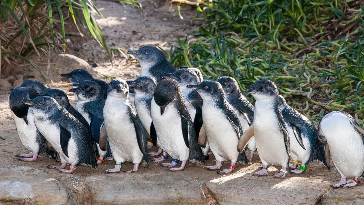 Una colonia de pingüinos pasó de 600 ejemplares a solo 10 por los ataques de zorros y una solución que parecía imposible terminó convirtiendo a perros Maremma en sus guardianes durante la temporada de reproducción