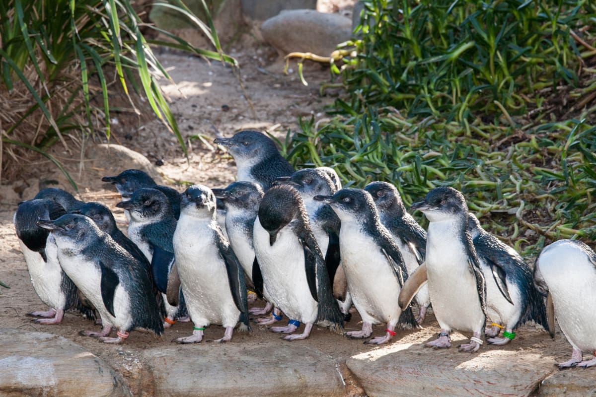 Una colonia de pingüinos pasó de 600 ejemplares a solo 10 por los ataques de zorros y una solución que parecía imposible terminó convirtiendo a perros Maremma en sus guardianes durante la temporada de reproducción