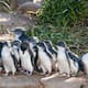 Una colonia de pingüinos pasó de 600 ejemplares a solo 10 por los ataques de zorros y una solución que parecía imposible terminó convirtiendo a perros Maremma en sus guardianes durante la temporada de reproducción