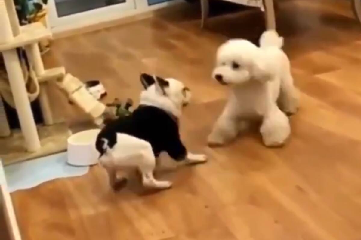 VIDEO: Divertida pelea sincronizada entre perritos se vuelve viral