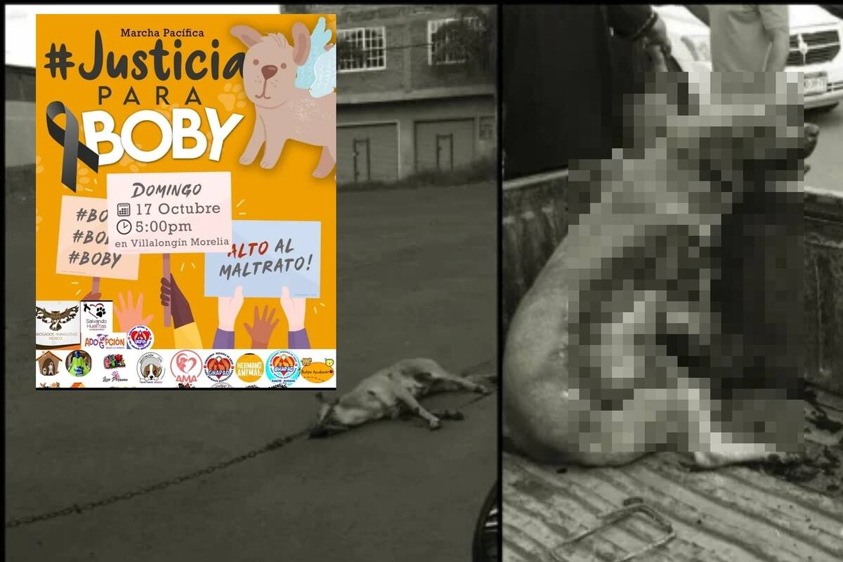 Perrito Boby fue arrastrado hasta la muerte en camioneta; agresor paga 500 pesos y queda libre