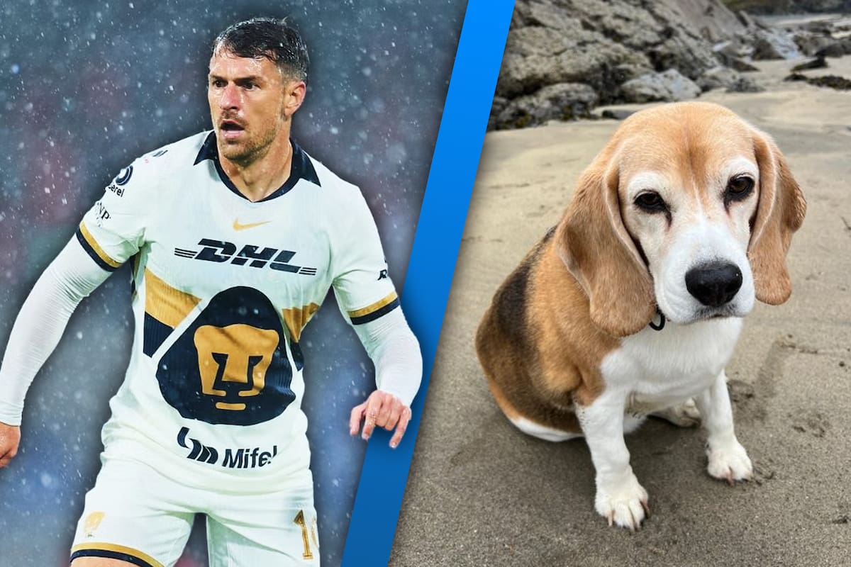 “Viva o muerta”: Aaron Ramsey busca a su perrita con una recompensa mayor a los 100 mil pesos