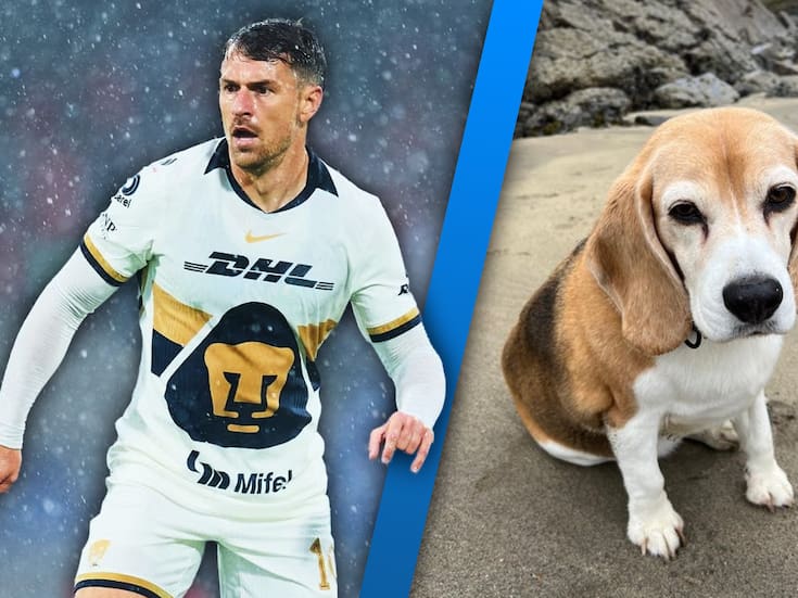 “Viva o muerta”: Aaron Ramsey busca a su perrita con una recompensa mayor a los 100 mil pesos