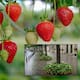 ¿Plantar fresas en árboles de Francia? Esto se sabe