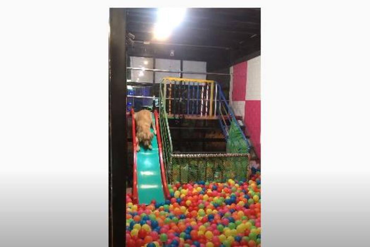 Perro se divierte en alberca de pelotas y se vuelve viral
