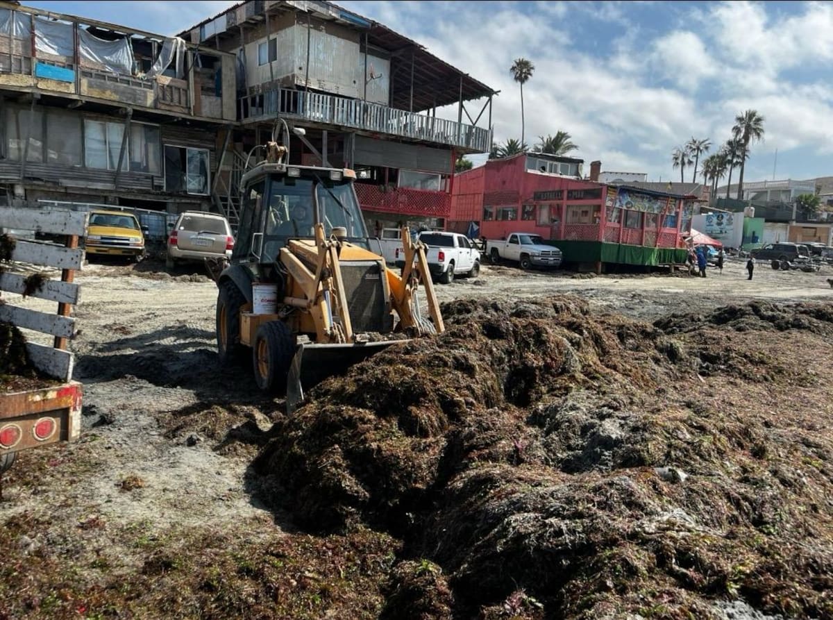 Continuarán monitoreando el comportamiento del sargazo en la costa rosaritense para atender nuevos acumulamientos. Foto: Carmen Gutiérrez