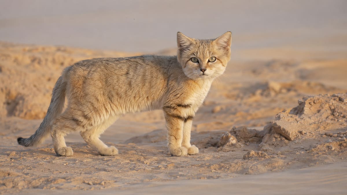 Científicos confirman la existencia del “gato de arena” en Libia, luego de que un video de YouTube impulsara investigación sobre el único felino del mundo adaptado por completo al desierto, capaz de sobrevivir sin beber agua y soportar temperaturas extremas