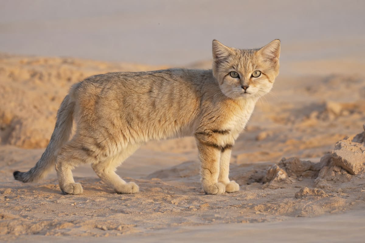 Científicos confirman la existencia del “gato de arena” en Libia, luego de que un video de YouTube impulsara investigación sobre el único felino del mundo adaptado por completo al desierto, capaz de sobrevivir sin beber agua y soportar temperaturas extremas