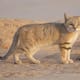 Científicos confirman la existencia del “gato de arena” en Libia, luego de que un video de YouTube impulsara investigación sobre el único felino del mundo adaptado por completo al desierto, capaz de sobrevivir sin beber agua y soportar temperaturas extremas