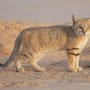 Científicos confirman la existencia del “gato de arena” en Libia, luego de que un video de YouTube impulsara investigación sobre el único felino del mundo adaptado por completo al desierto, capaz de sobrevivir sin beber agua y soportar temperaturas extremas