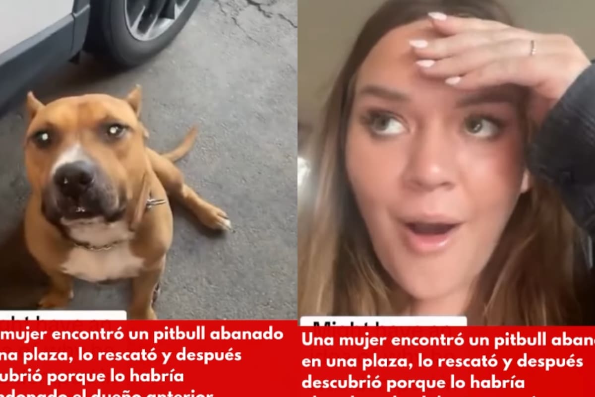 “Nada justifica el abandono”: rescata a un pitbull y revela por qué cree que lo dejaron