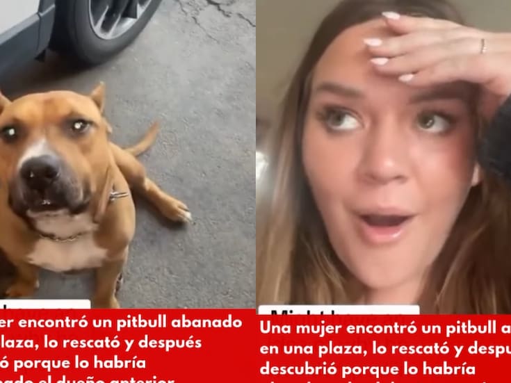 “Nada justifica el abandono”: rescata a un pitbull y revela por qué cree que lo dejaron
