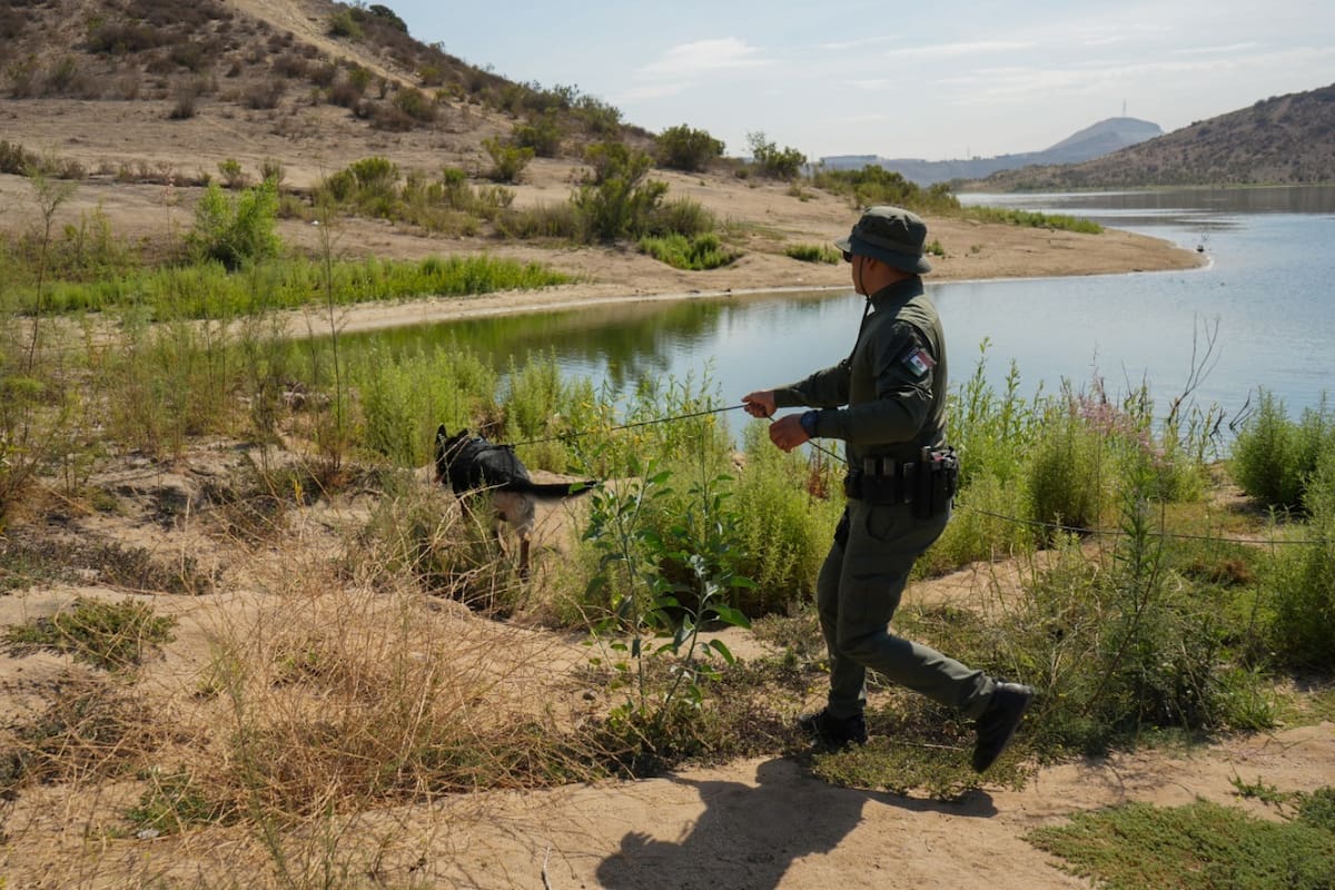 Refuerzan adiestramiento táctico binomios caninos en Tijuana