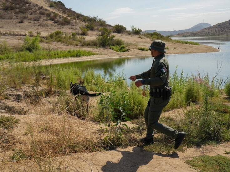Refuerzan adiestramiento táctico binomios caninos en Tijuana