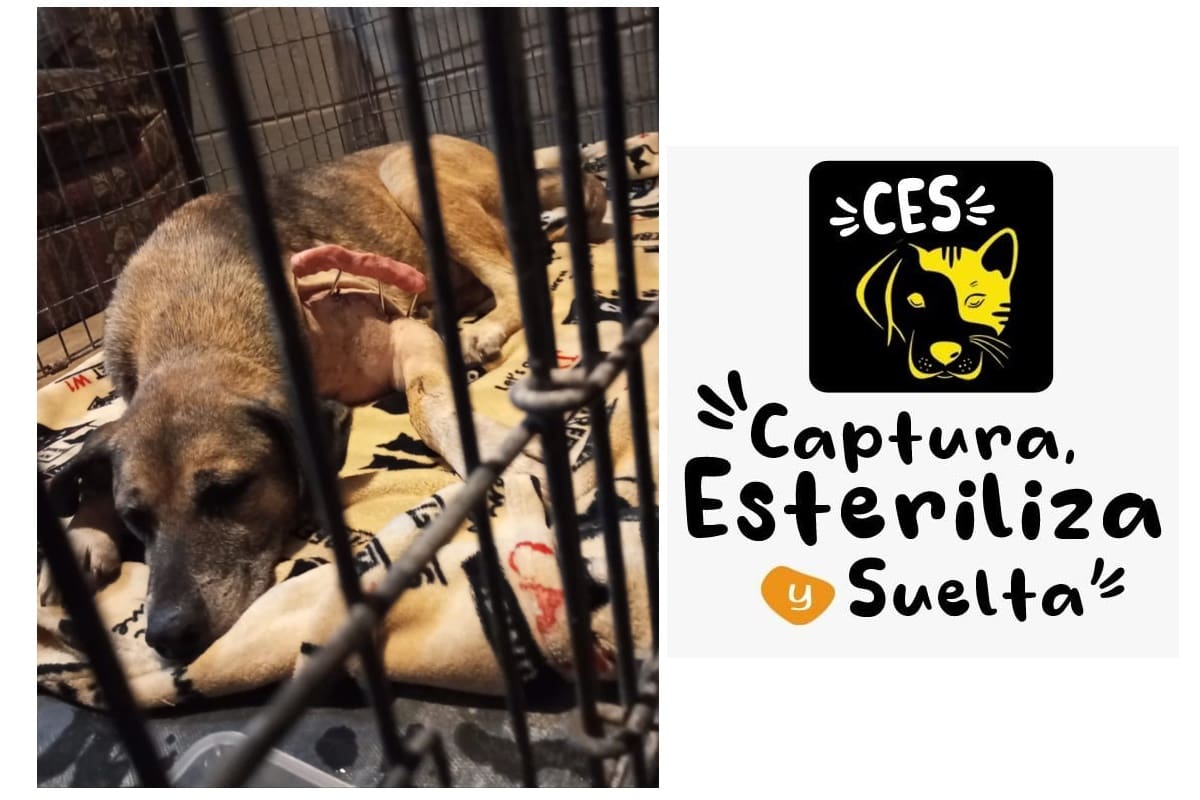 Piden ayuda para salvar a “Princesa”, perrita víctima de violencia en Ciudad Obregón