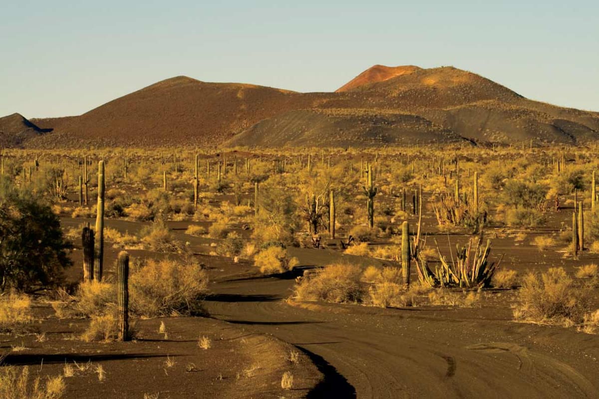 ¿Por qué el Desierto de Sonora es catalogado como el lugar más caliente de la Tierra llegando a marcar los 80.8 °C ?