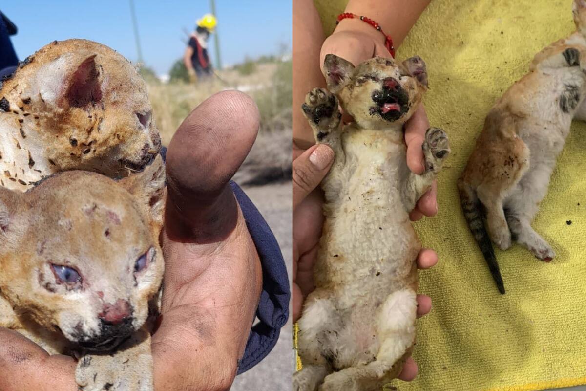 Cachorro de puma rescatado de incendio podría sobrevivir