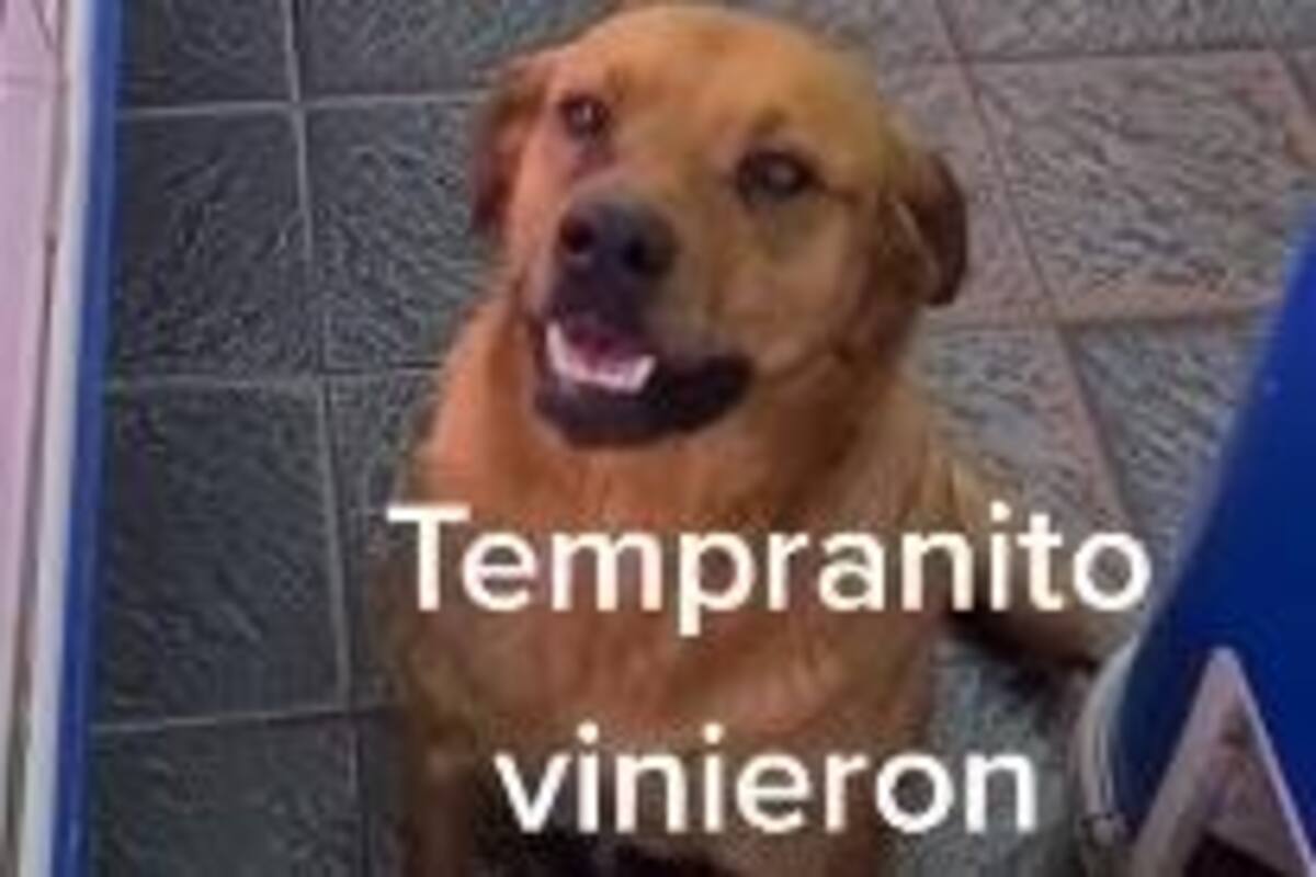 Viral: Perritos son atendidos en carnicería