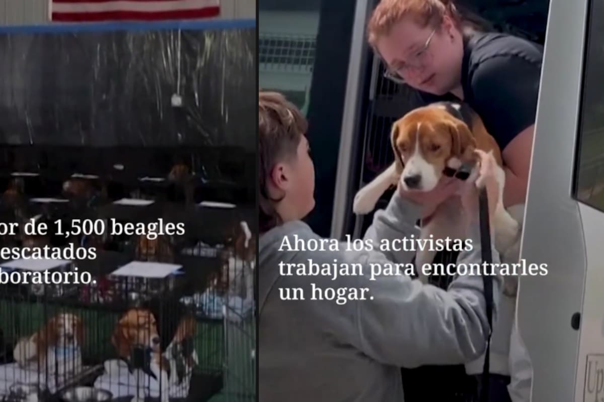 Más de mil 500 perros beagle vivían encerrados en jaulas para ser utilizados en experimentación Activistas logran rescatarlos y las imágenes conmueven a redes sociales