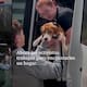 Más de mil 500 perros beagle vivían encerrados en jaulas para ser utilizados en experimentación Activistas logran rescatarlos y las imágenes conmueven a redes sociales