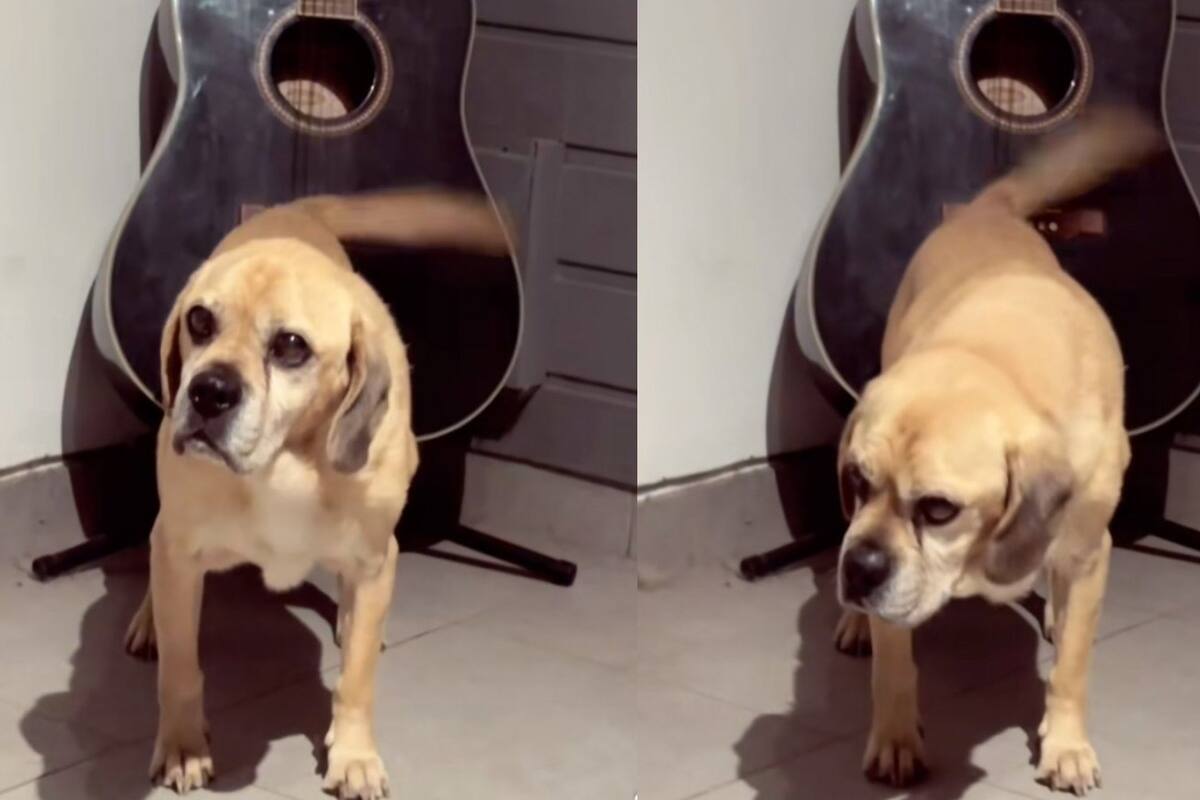 Video del perrito que toca la guitarra con su cola
