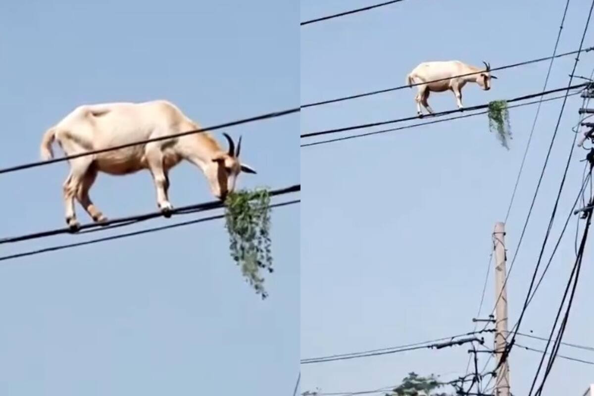 VIDEO: ¿Cabra equilibrista o video falso? La escena de una chiva sobre cables de luz que tiene a todos hablando