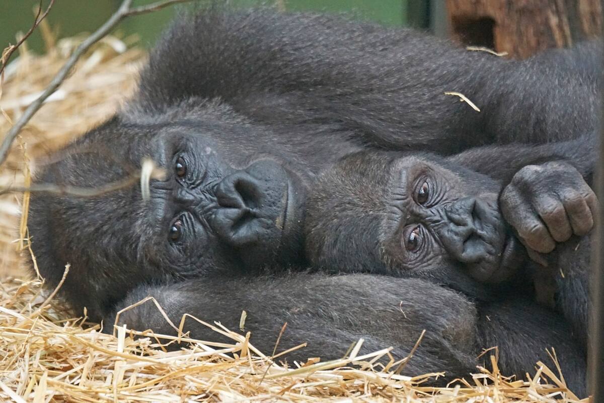 Ocho gorilas del zoológico de San Diego dan positivo a Covid-19